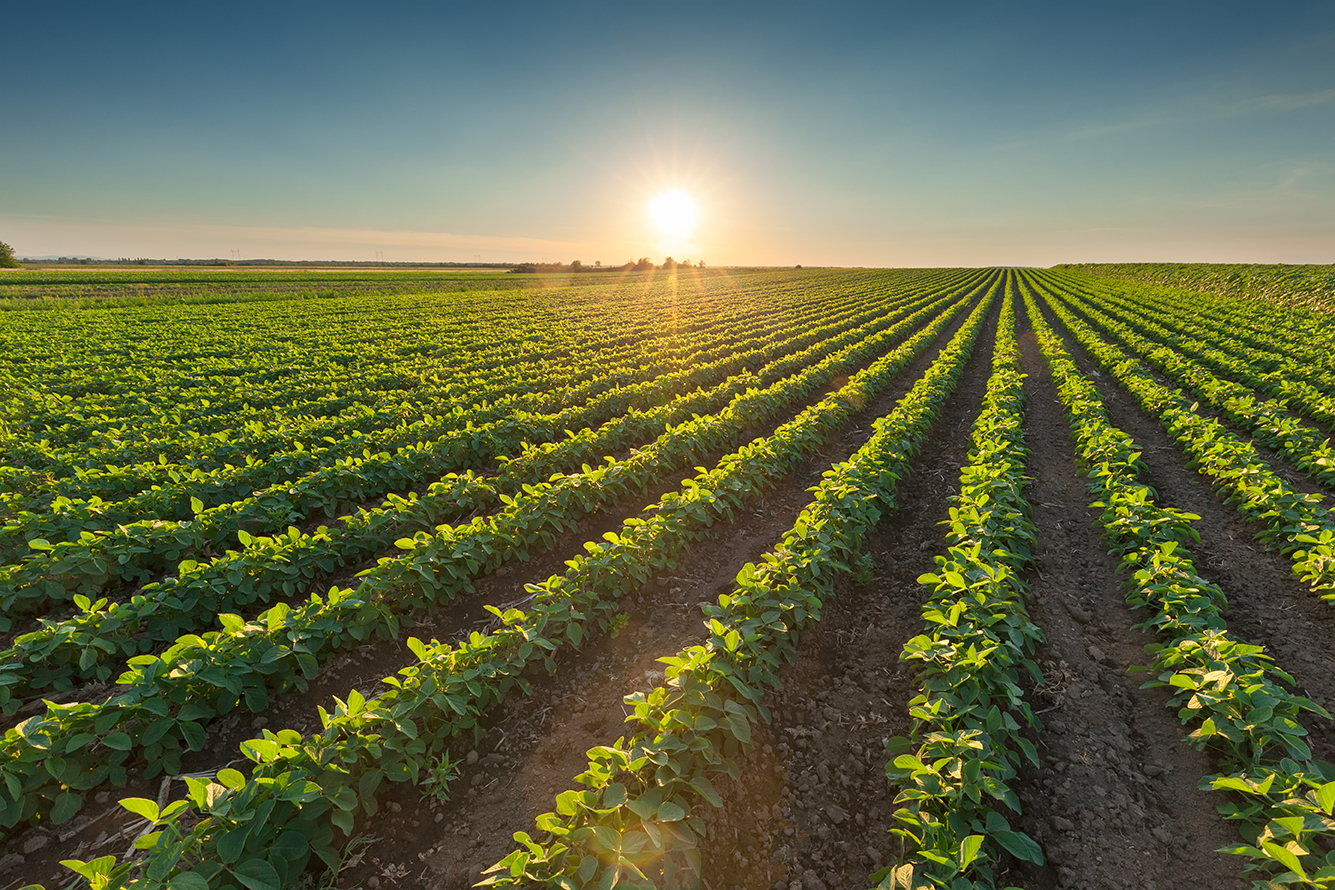 Farm field at sunrise